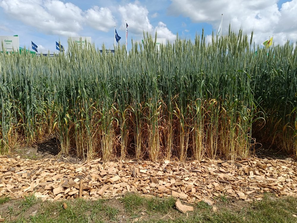 Dense wheat canopy at ground level, showing the density of vegetation phenotyping systems need to see through